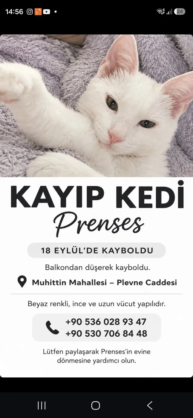 Kayıp kedi prenses 
