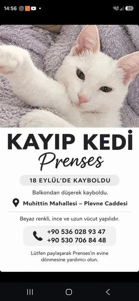 Kayıp kedi prenses 