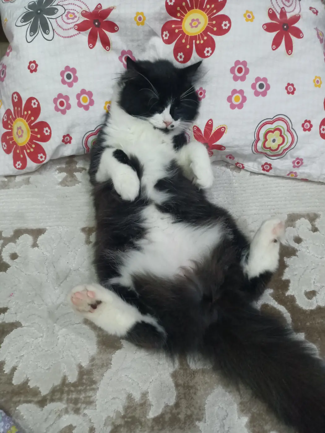 Siyah beyaz renkte kırma yani melez kedi 