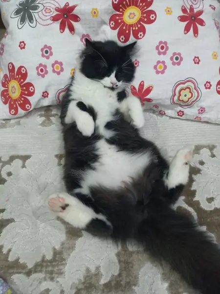 Siyah beyaz renkte kırma yani melez kedi 