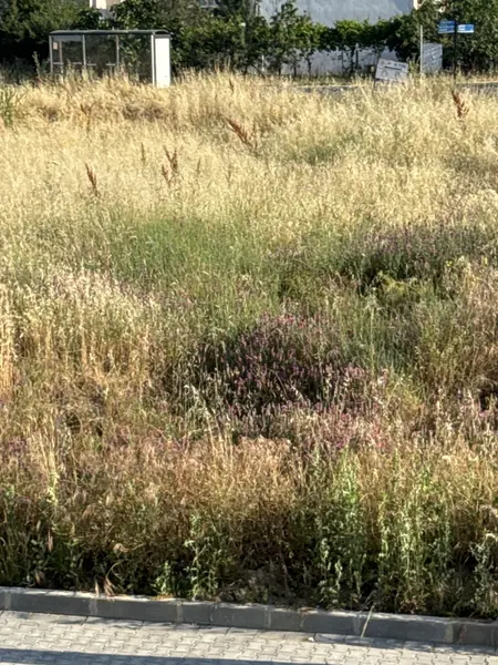 Park ve Bahçe: Zafer Mahallesi
