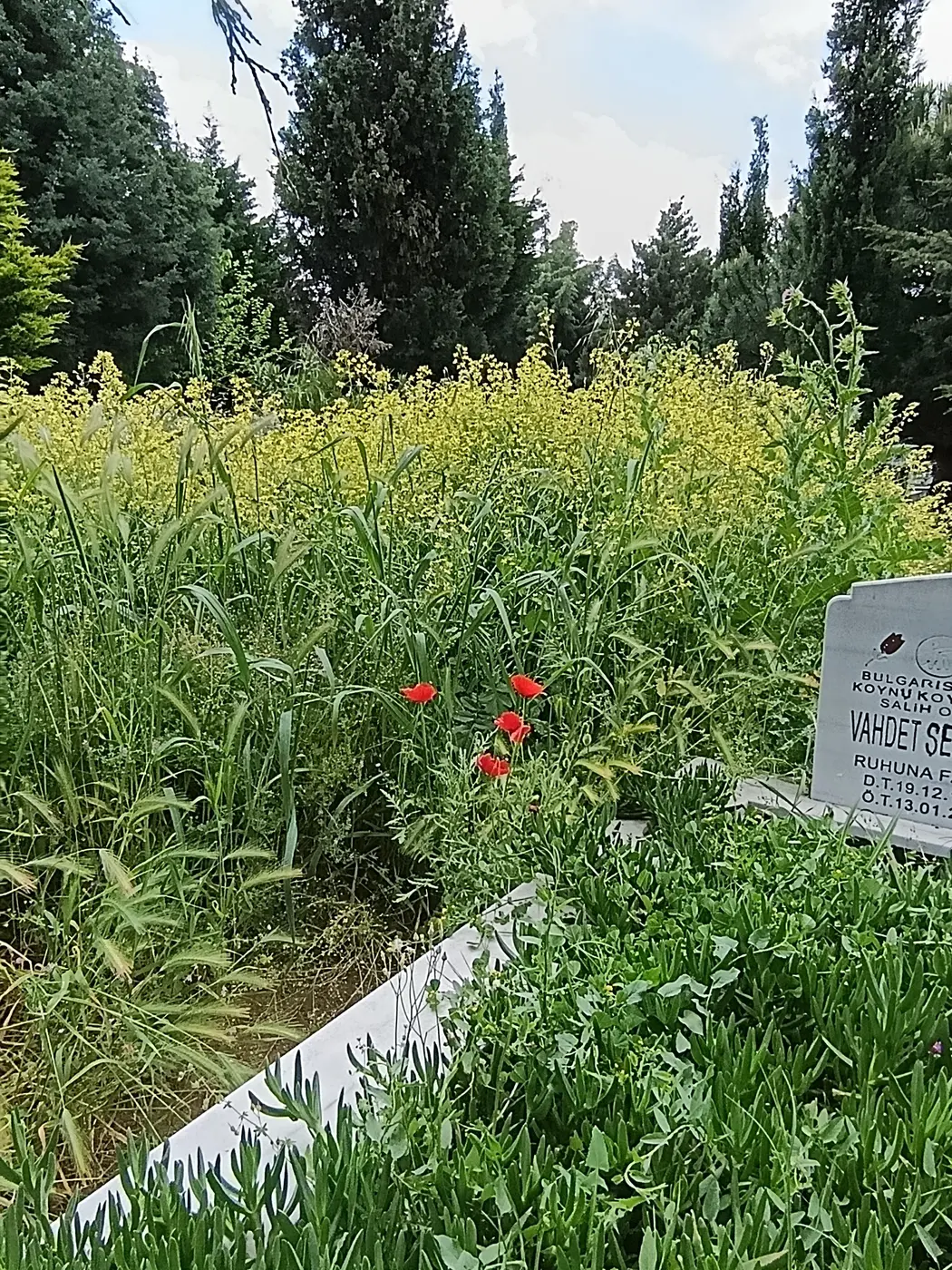 Cevre Temizliği, Reşadiye Mahallesi
